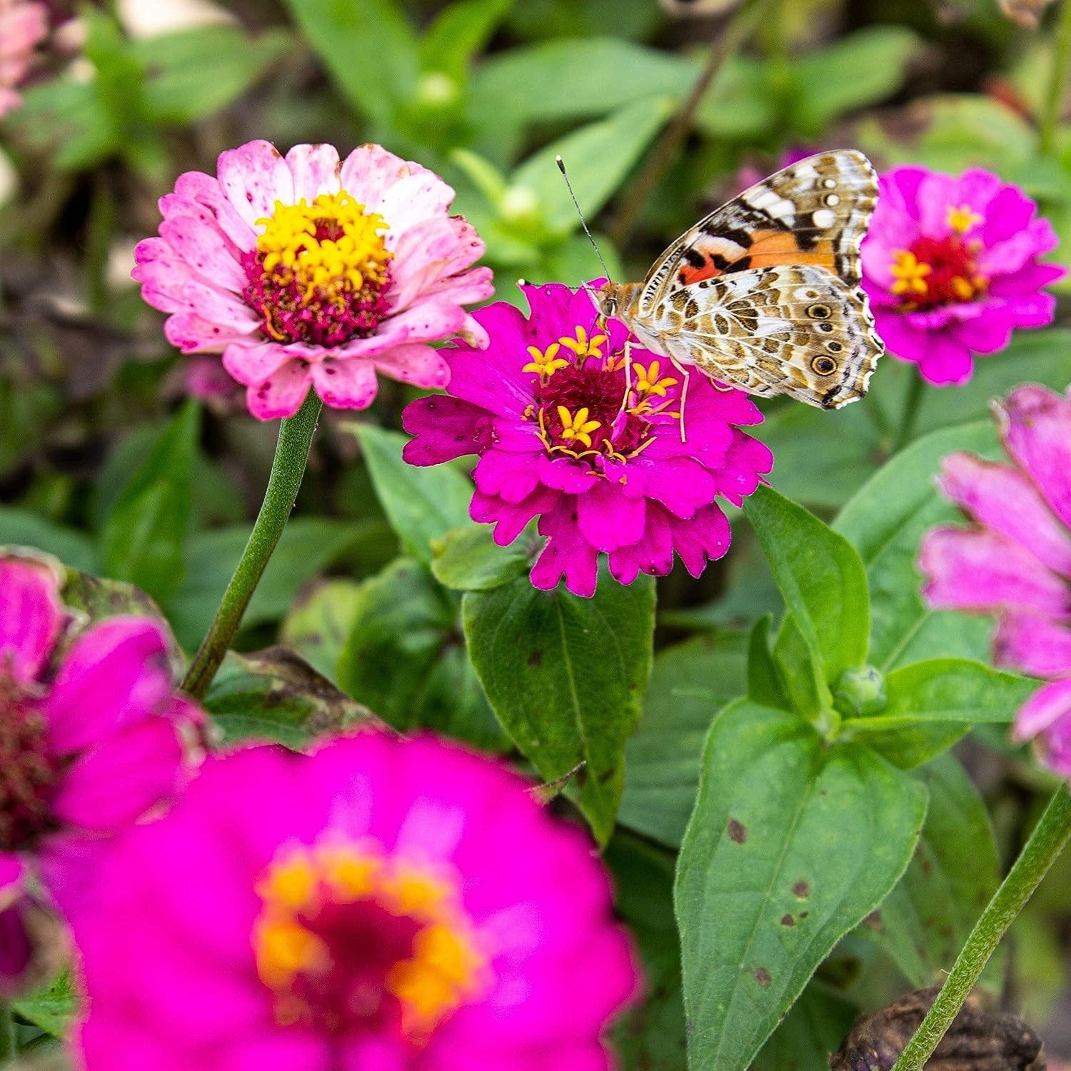  Blumenmischung "Schmetterlingstreff"
