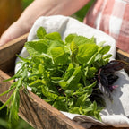 Cocktail Garten-Samen-Set
