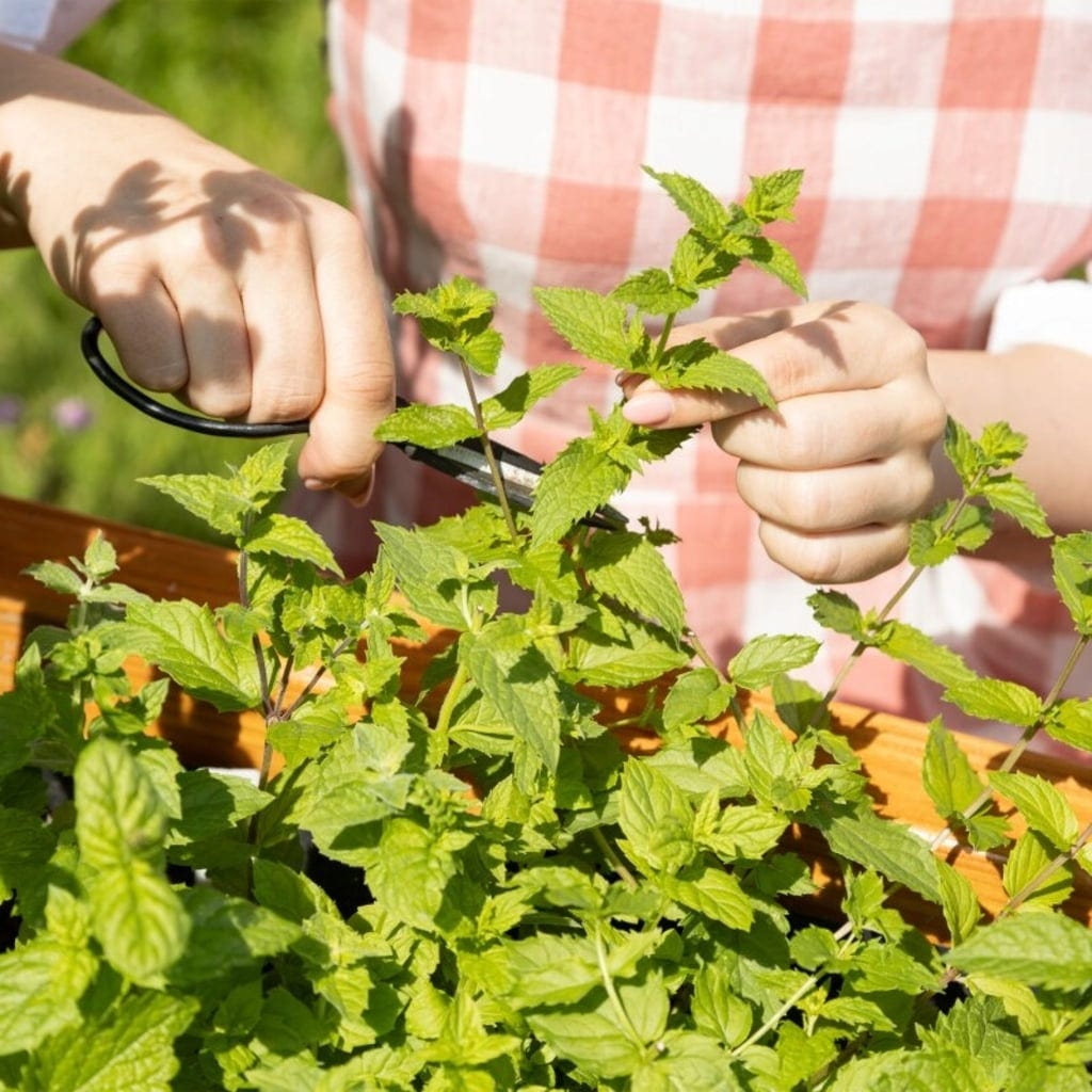  Cocktail Garten-Samen-Set