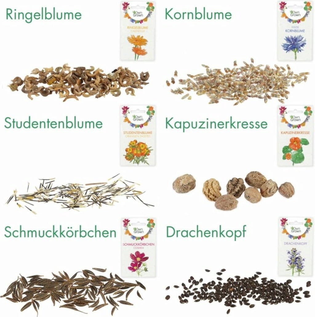  Delikatess-Blüten 6er Saatgut-Set
