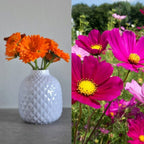  Delikatess-Blüten 6er Saatgut-Set