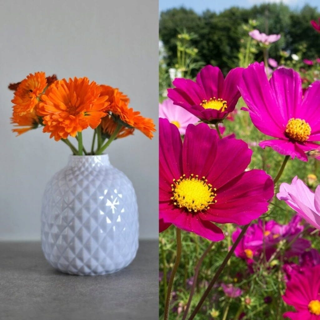  Delikatess-Blüten 6er Saatgut-Set