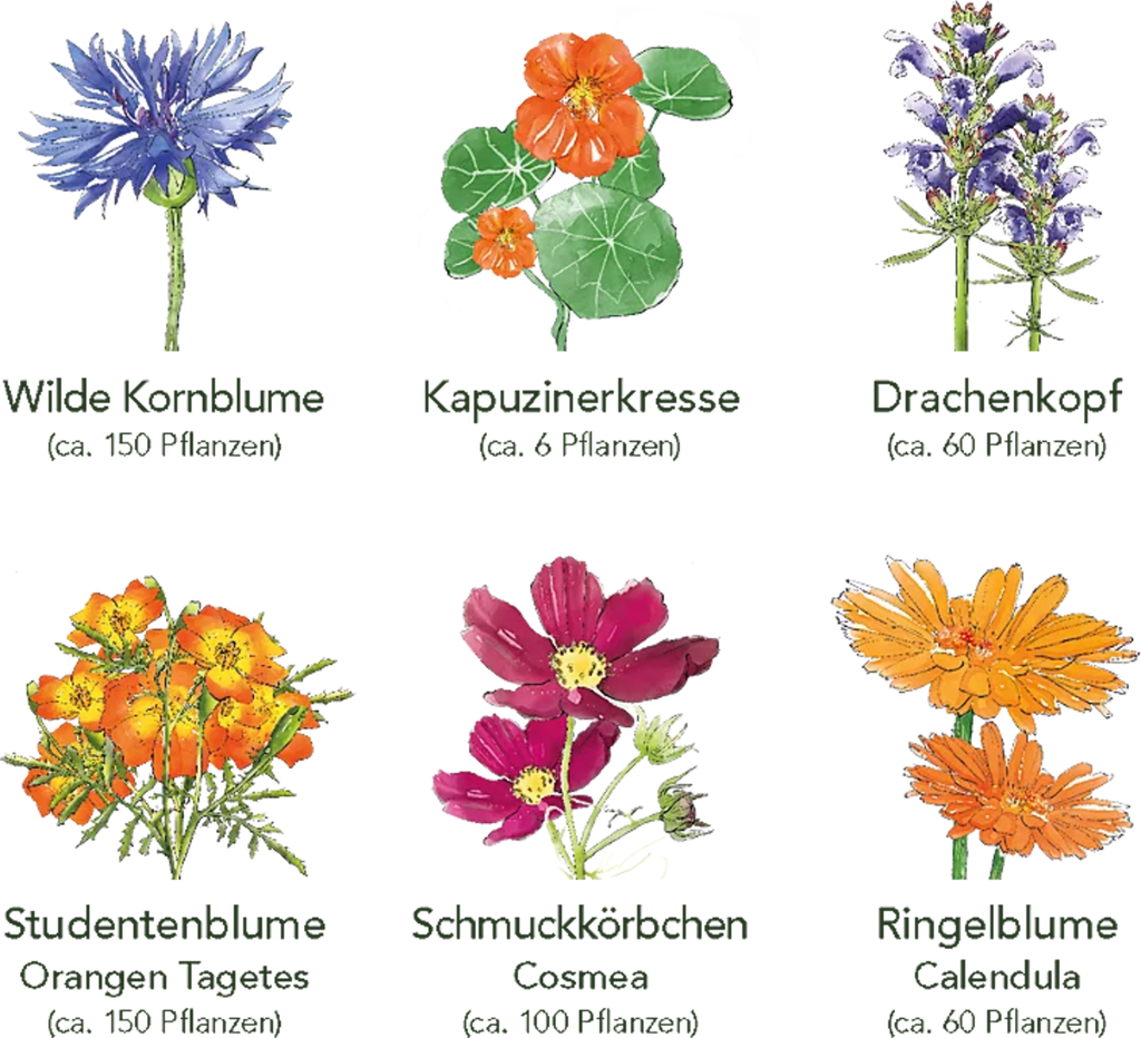  Delikatess-Blüten 6er Saatgut-Set