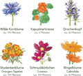  Delikatess-Blüten 6er Saatgut-Set