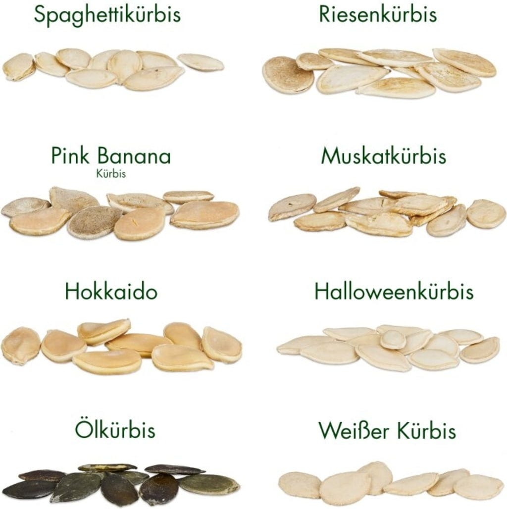  Kürbis-Samen 8er Set