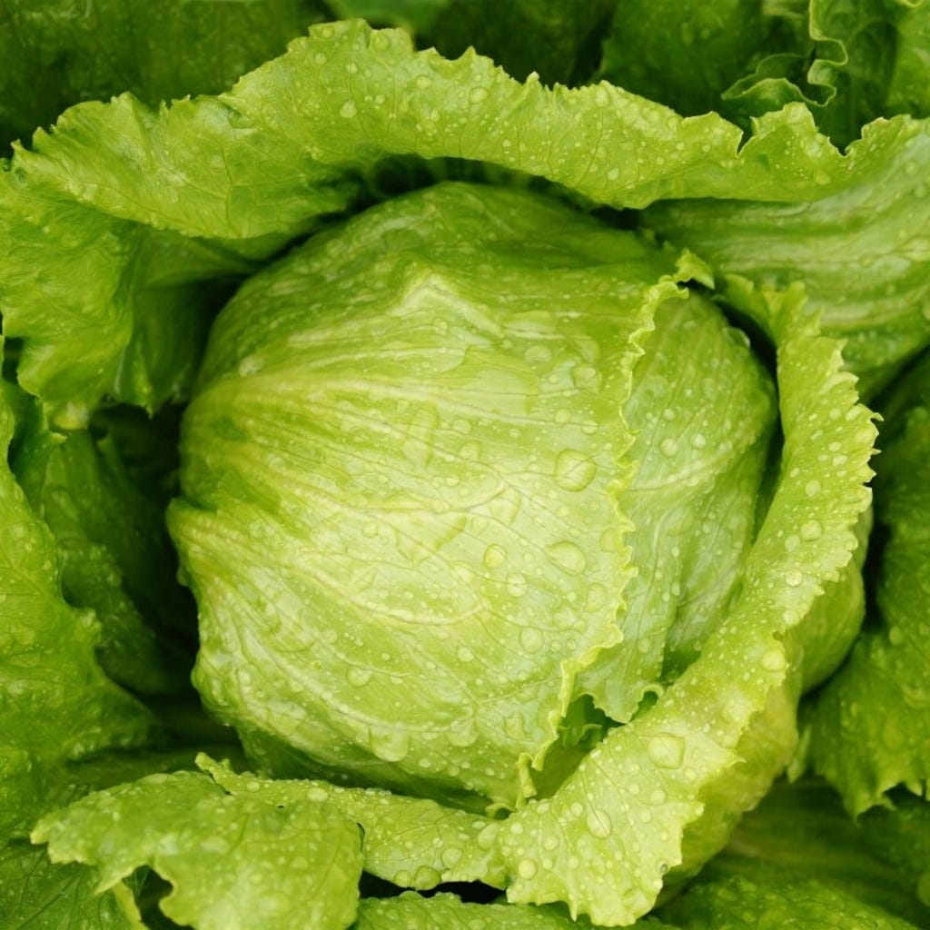 Salat-Samen-Set