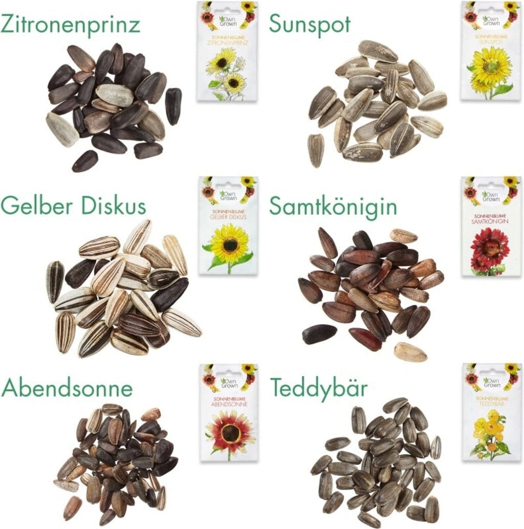  Sonnenblumen 6er Saatgut-Set