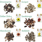  Sonnenblumen 6er Saatgut-Set