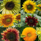  Sonnenblumen 6er Saatgut-Set