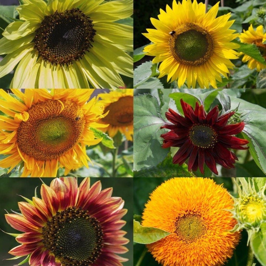  Sonnenblumen 6er Saatgut-Set