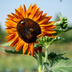  Sonnenblumen 6er Saatgut-Set