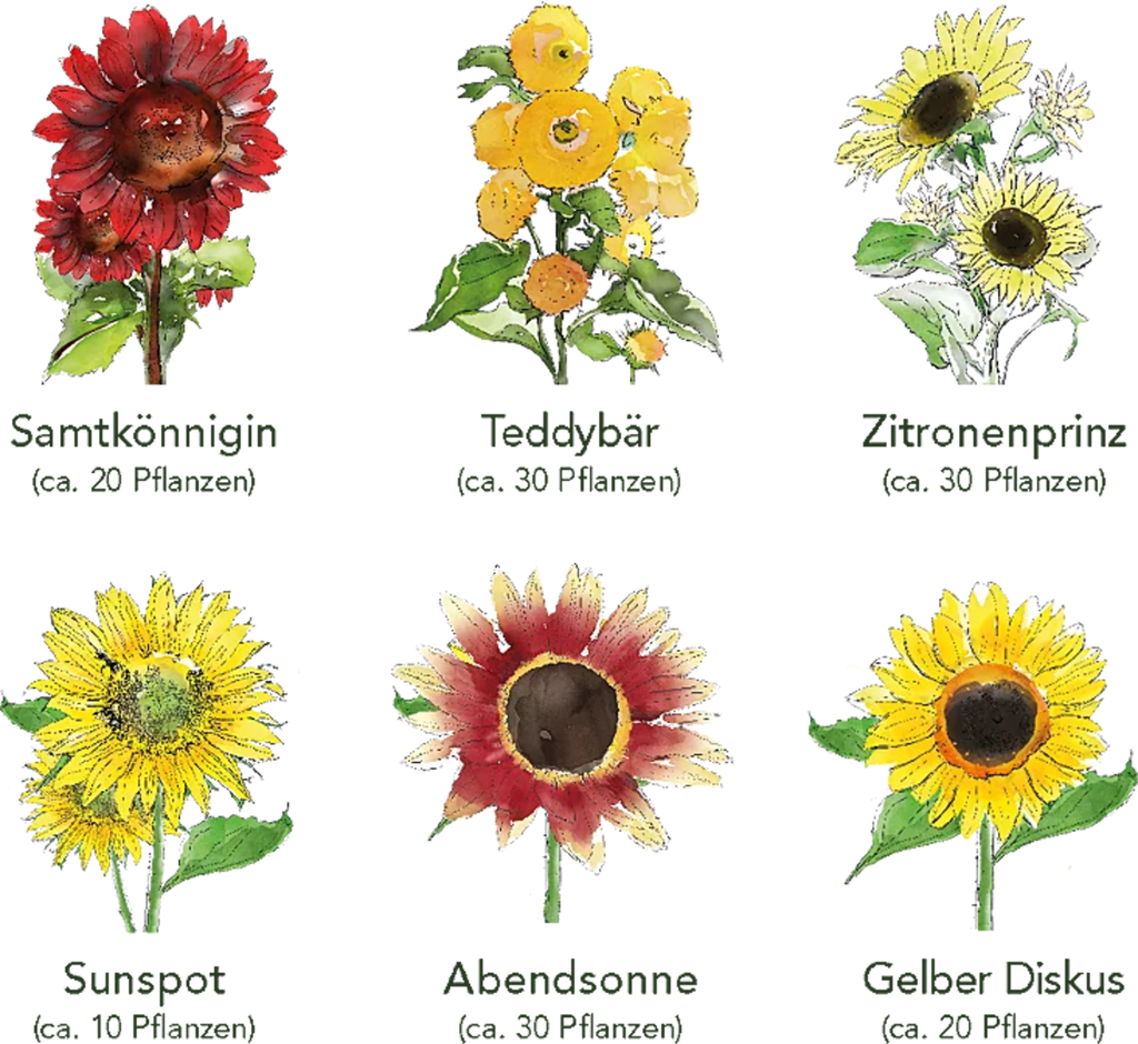  Sonnenblumen 6er Saatgut-Set
