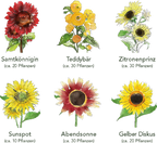  Sonnenblumen 6er Saatgut-Set
