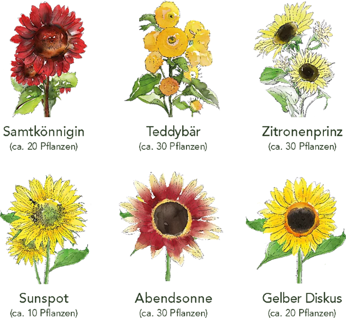  Sonnenblumen 6er Saatgut-Set