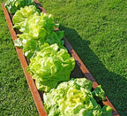  Hochbeet Edelrost "Planus", 158 X 38 Cm