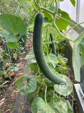  Gurkenmelone "Armenian Green"