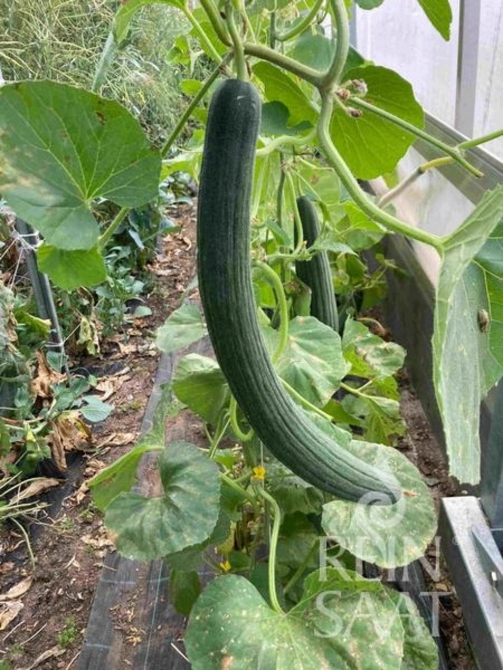 Gurkenmelone "Armenian Green"