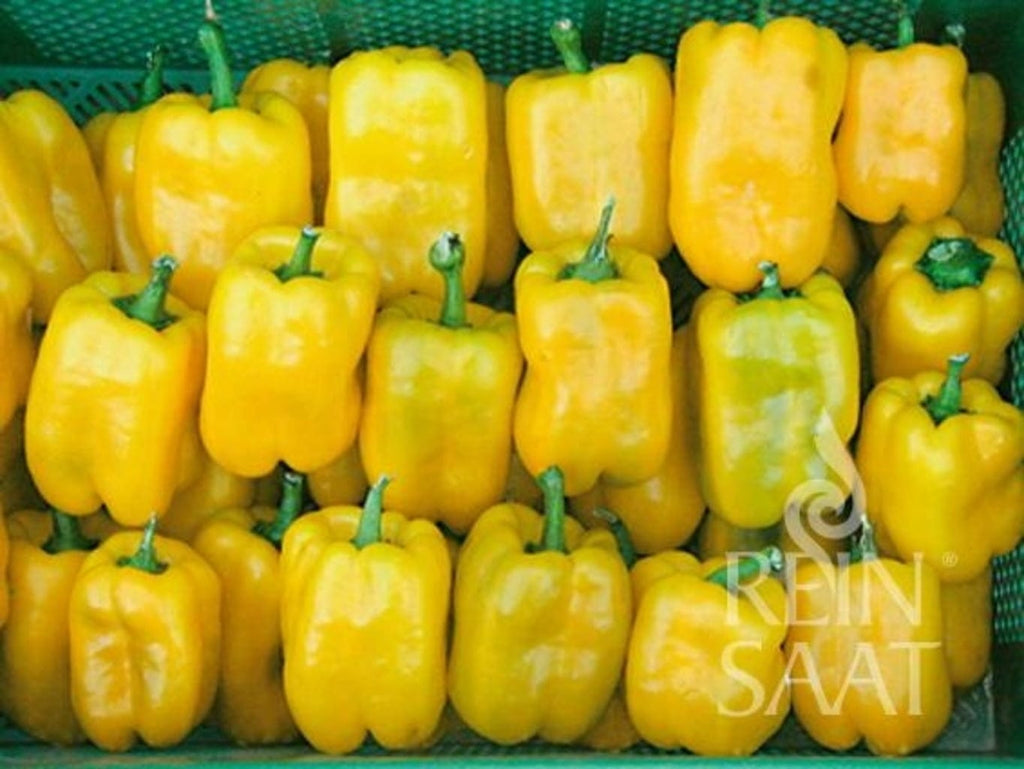  Paprika ''Quadrato D‘Asti Giallo''