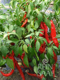  Pfefferoni "Sigaretta Mild"