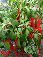  Pfefferoni "Sigaretta Mild"
