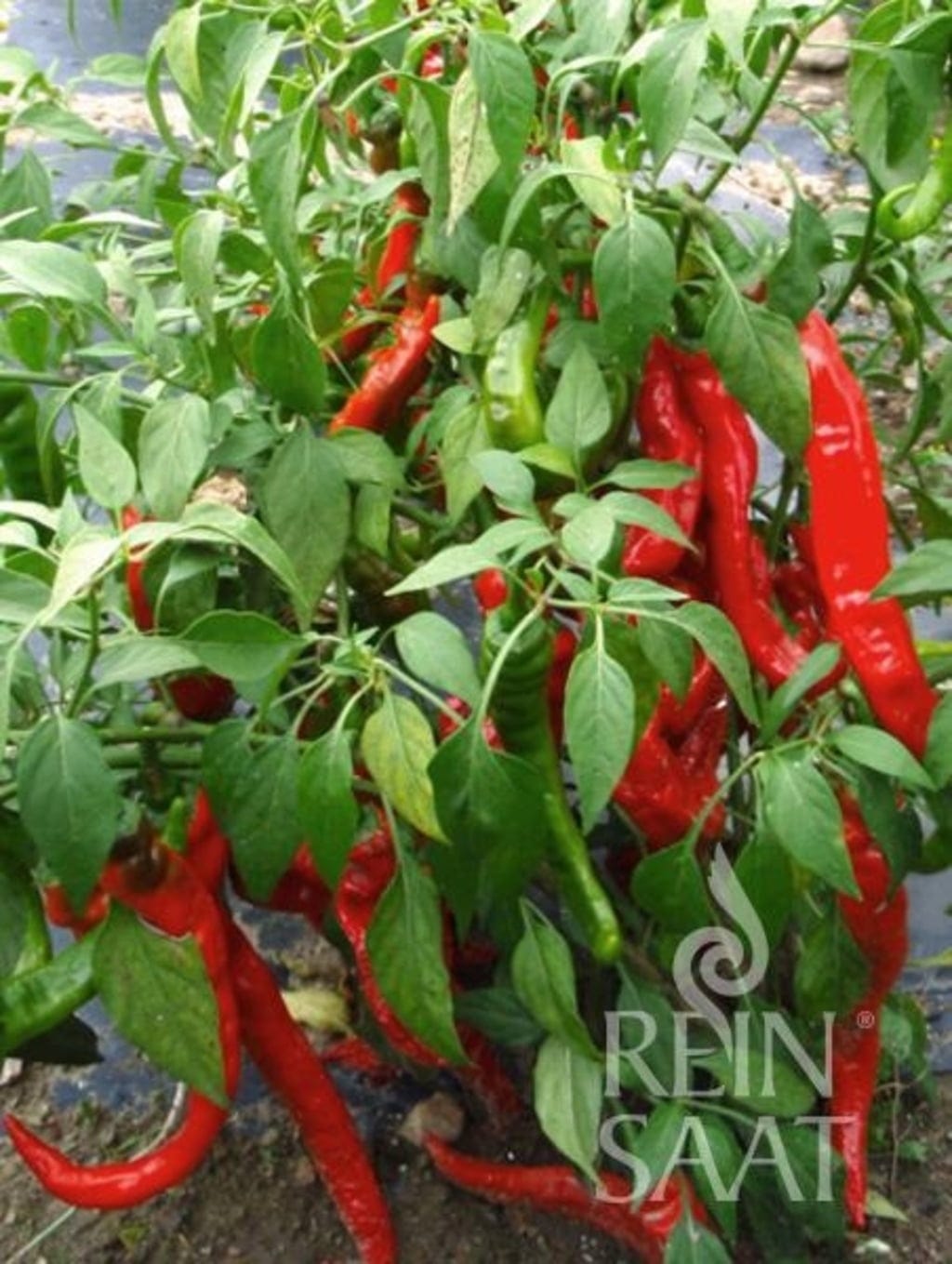  Pfefferoni "Sigaretta Mild"