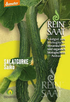  Salatgurke Saikó