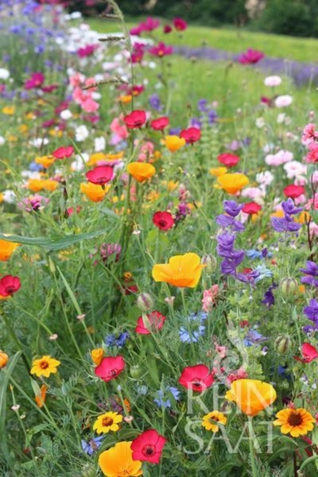  Sommerblumenmischung ''Feenwiese''