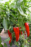  Spitzpaprika "Corno Rosso"
