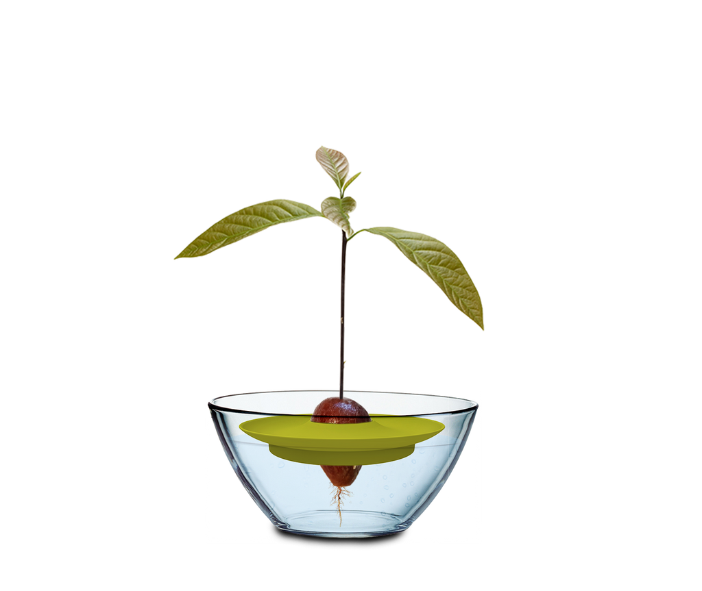  Avocado Kit Für Die Anzucht
