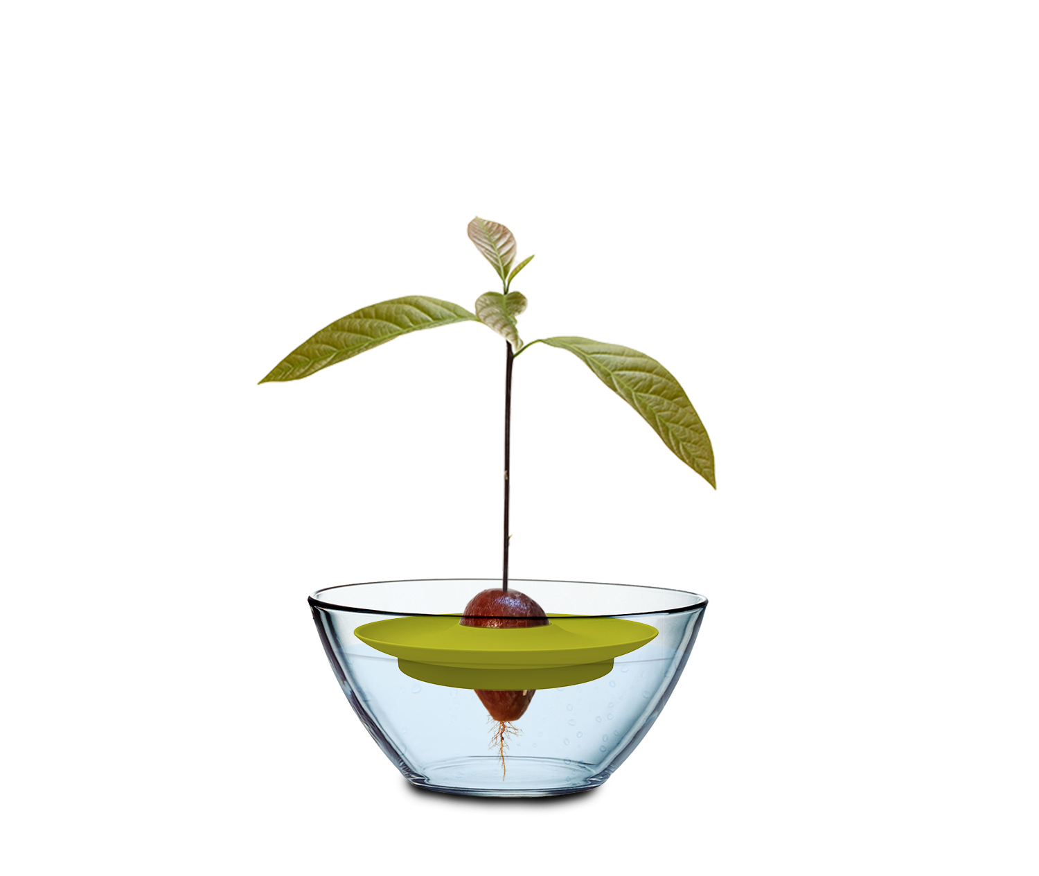  Avocado Kit Für Die Anzucht
