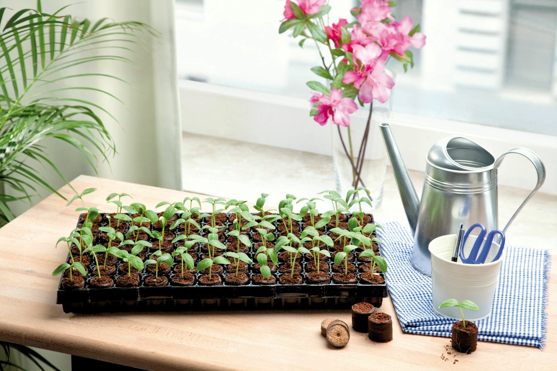  Coco Plug Tray Mit 77 Kokos-Quelltabletten