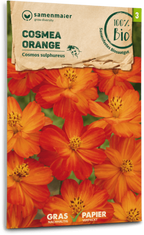  Bio Cosmea - Orange