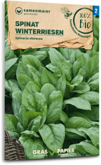  Bio Spinat "Winterriesen"