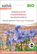  Bio Mehrjährige Blume "Himmelsleiter"