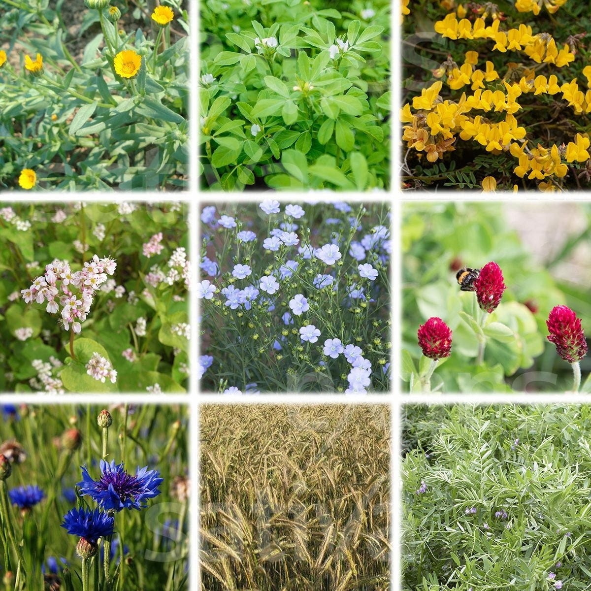  Bio Untersaatmischung "Florina"