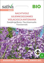  Bio Zweijährige Blume "Nachtviole"