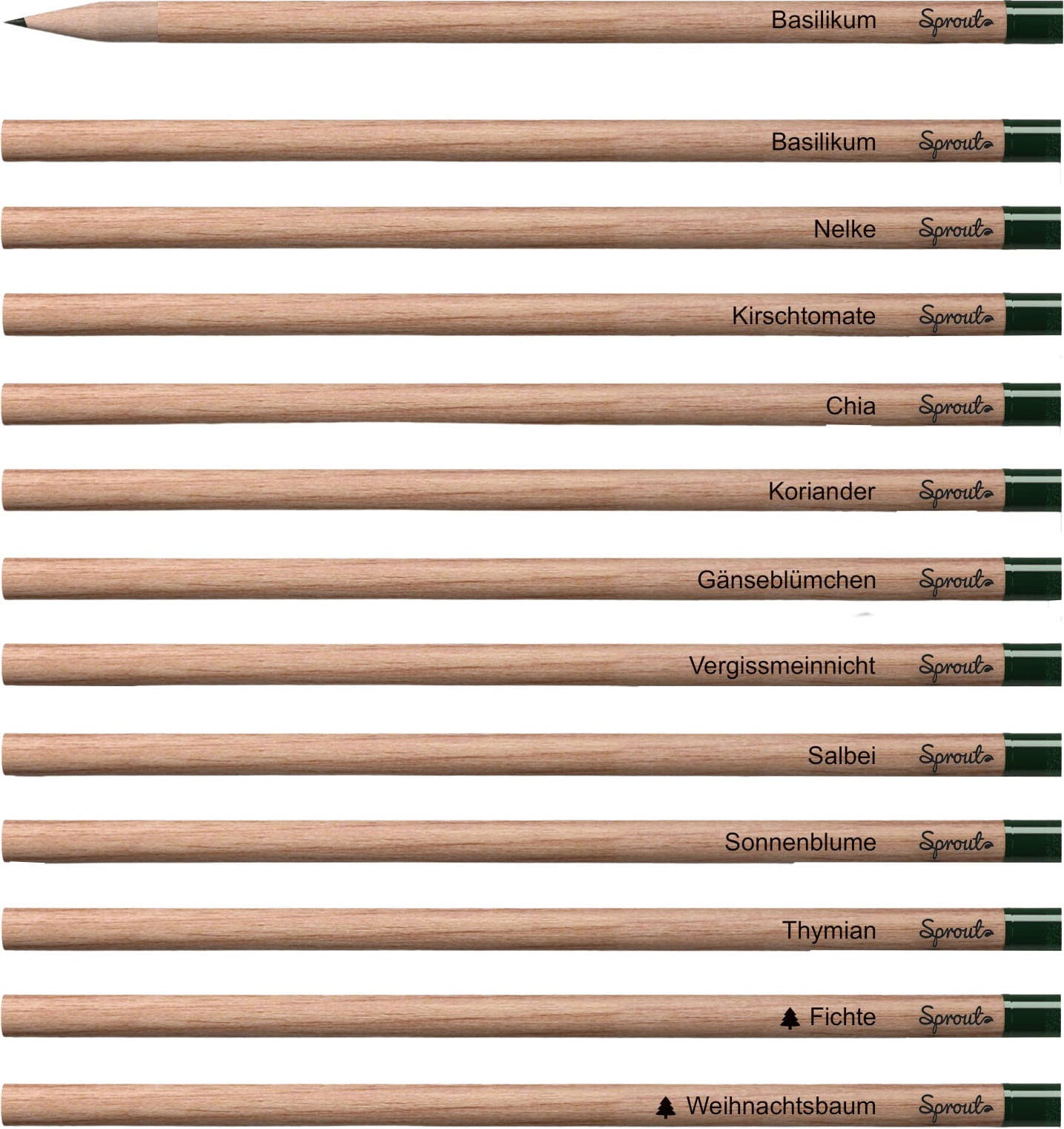  Bleistift Mit Samenkapsel, Koriander
