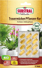  Trauermücken Pflanzenkur, 12 Stück