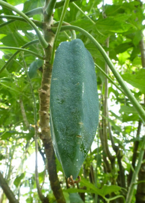  Berg-Papaya, 10 Korn
