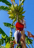  Große Essbanane, 10 Korn