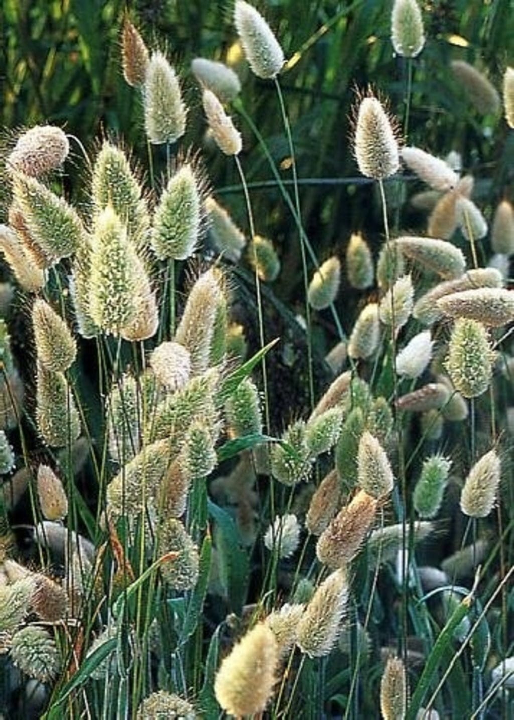  Hasenschwanzgras, 100 Korn