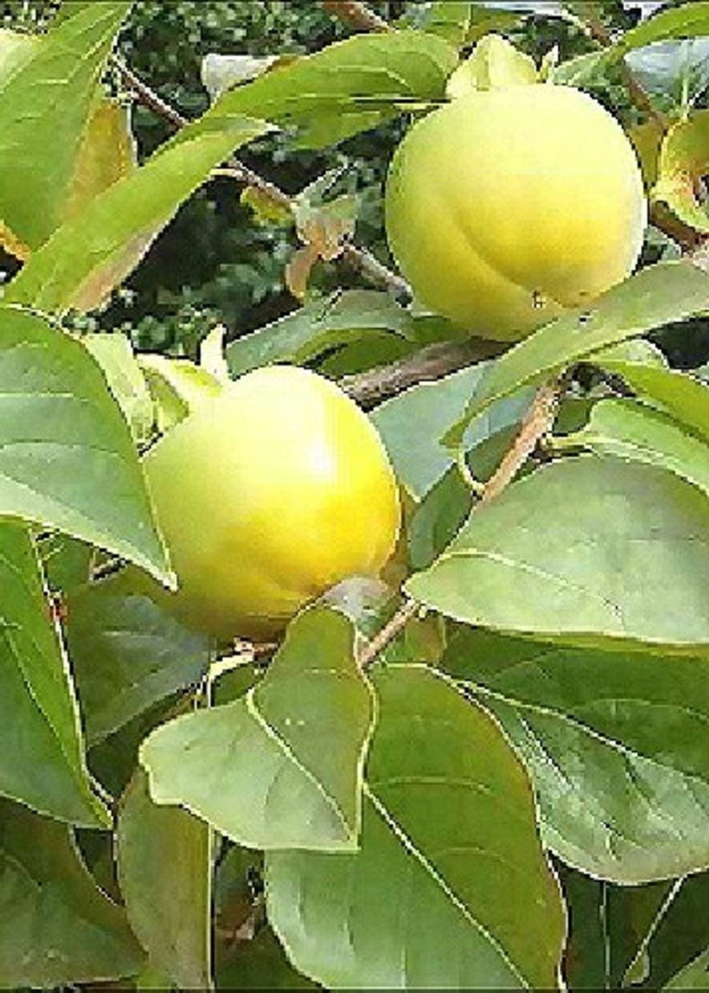  Kakibaum, 10 Korn
