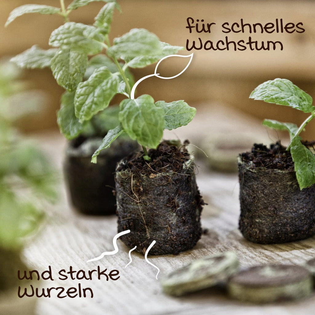 Windhager Anzucht-Quelltabs, 50 Stück