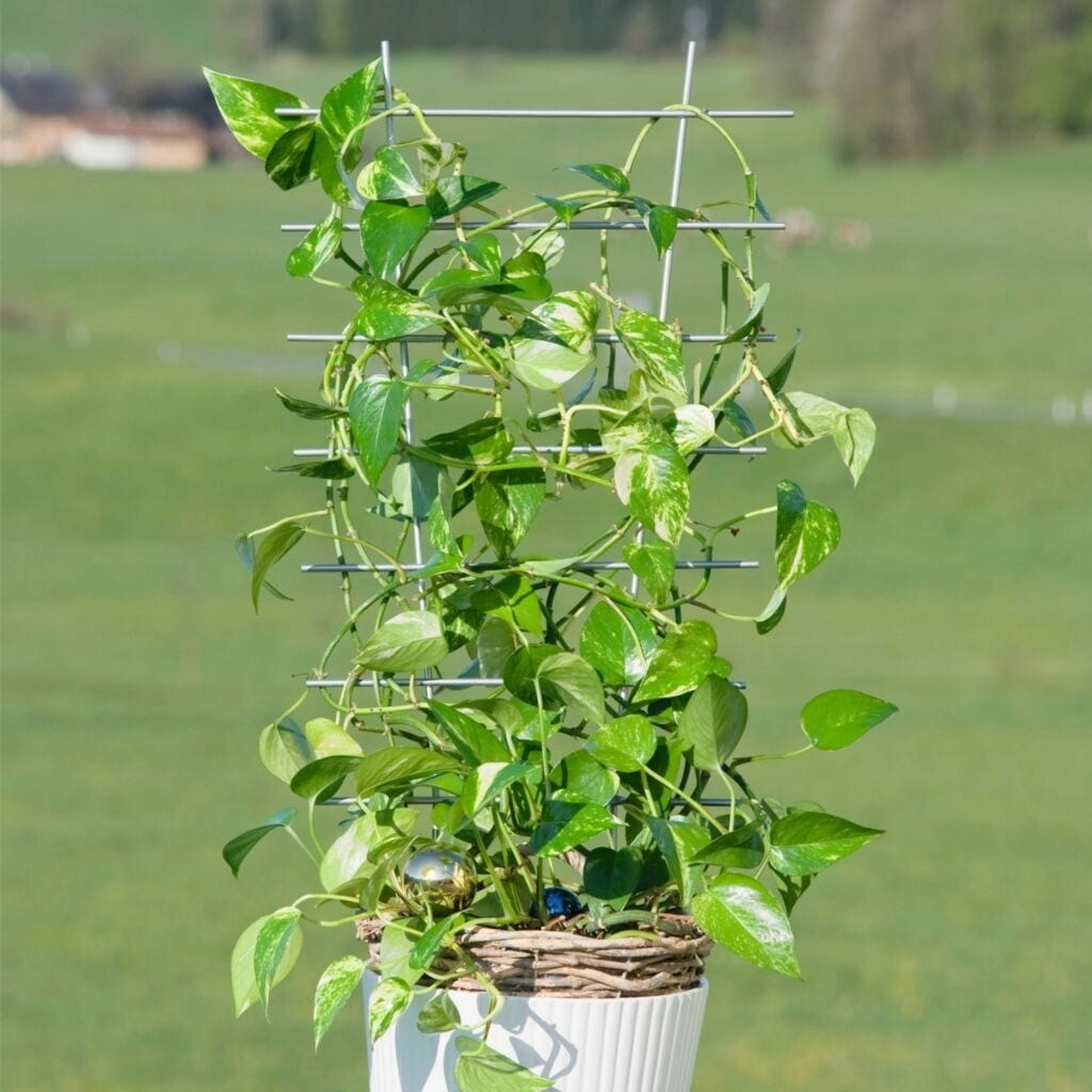 Windhager Blumenstütze Metall, 44x24cm