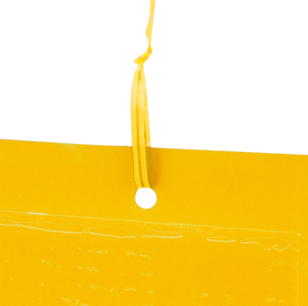 Windhager Gelbtafeln Mit Aufhänger
