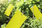 Windhager Gelbtafeln Mit Aufhänger