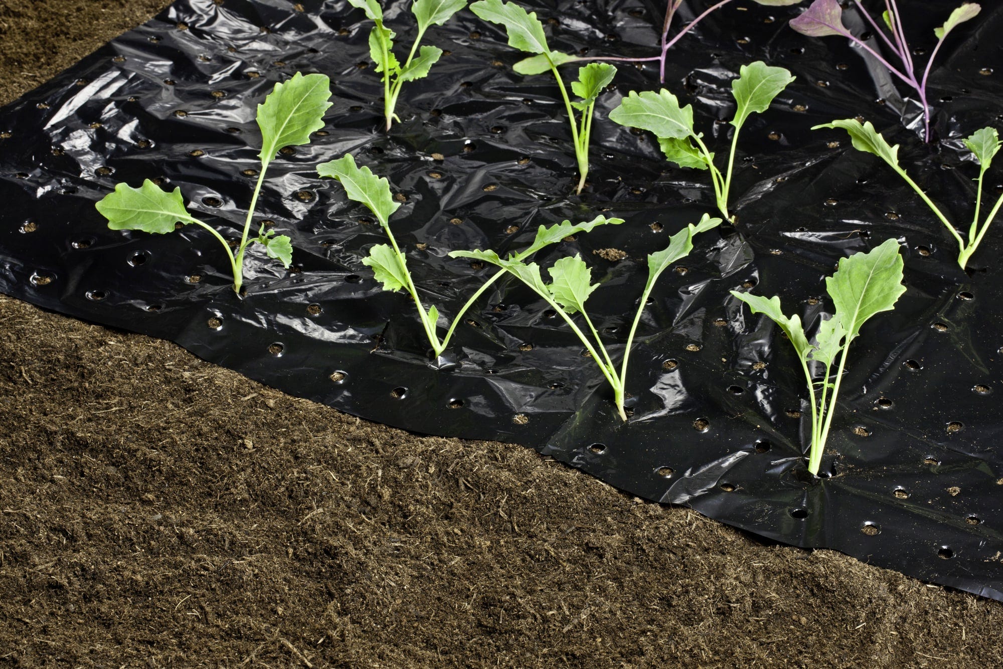 Windhager Mulch-Folie