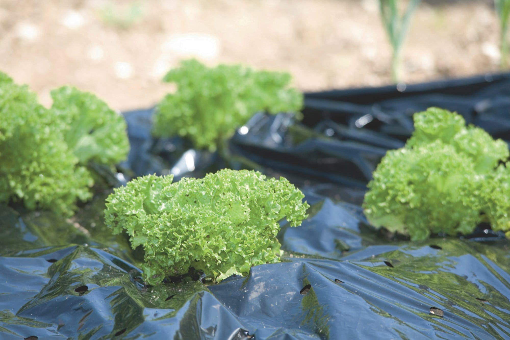 Windhager Mulch-Folie