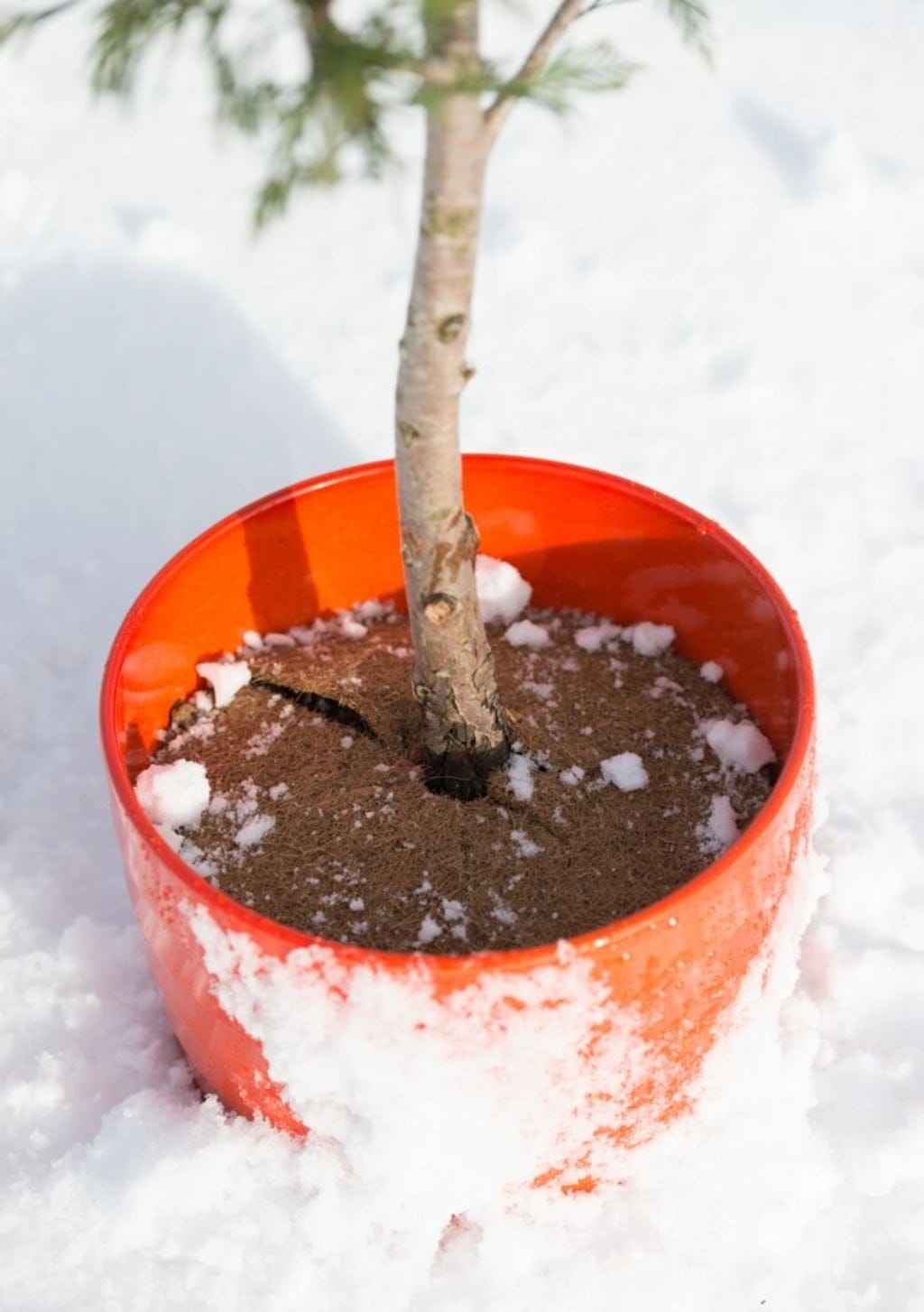 Windhager Mulchscheibe Cocodisc, 25 Cm