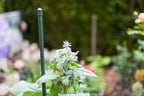 Windhager Stahlpflanzstab 10er-Set "Grün", 90 Cm
